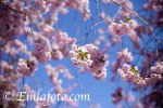 _MG_7959emla