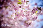 _MG_7972emla