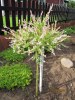 Salix