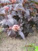 Bollspirea