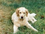 Mollie