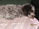 Nicolina10-12-18 067