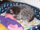Nicolina10-12-18 069