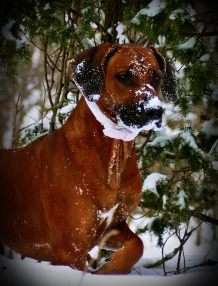 Nike in the snow 2010! Photo M. Lundström