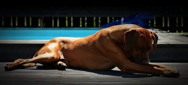 Elmer by the pool summer 2009/Elmer vilar vid poolen sommaren 2009