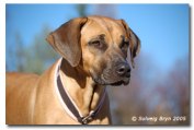 Photo Kennel Emoyenis