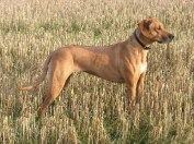 Photo Kennel Hunting Pride