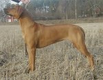 troja17mars04