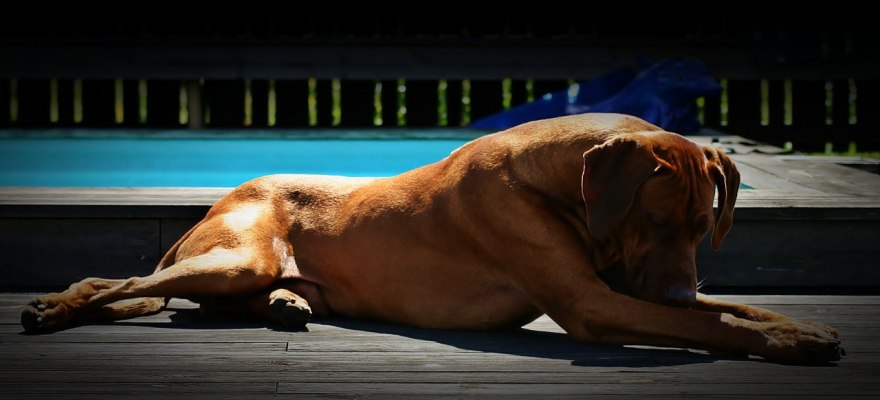 Elmer by the pool summer 2009/Elmer vilar vid poolen sommaren 2009