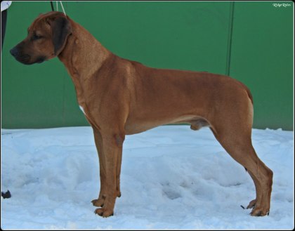 "Arif" photo Maria Kierkegaard Lundström march 2012