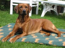Photo Kennel Ansiceros
