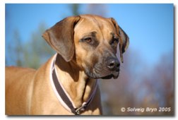 Photo Kennel Emoyenis
