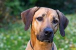 Photo: Kennel Ridgebow