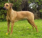 Photo Kennel Evergraces