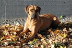 Photo Kennel Ansiceros