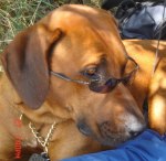 Photo Kennel Ansiceros