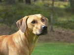Photo Kennel Ansiceros