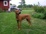 Photo Kennel Ansiceros