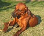 Photo Kennel Ansiceros
