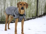 Photo Kennel Ansiceros