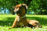 Photo kennel Ansiceros