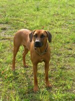Photo Kennel Ansiceros