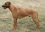 Photo Kennel Hunting Pride