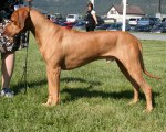 Photo Kennel Hunting Pride