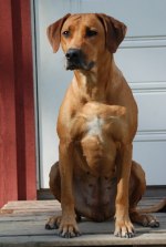 Photo Kennel Hunting Pride