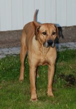 Photo Kennel Hunting Pride