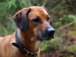 Photo Kennel Ode Kiniun