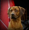 Elmerheadshot_01