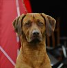 Elmerheadshot_02