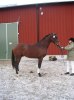hingstar-ponny l?ppn