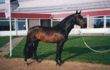Muffin Arnhem 1999