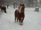 Fossa 4 vinter