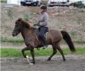 Selur tölt annie