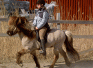 Bea-o-seifur-tölt-nära
