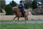 Fylkir galopp