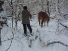 Brolina drar ut stockar