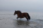 DSC_Rollett travar i havet