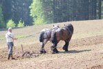 Vårbrukar