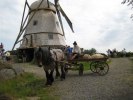 Thomas o Rabby 011