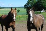 Stona Regina & Anita