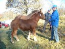 Jurist e