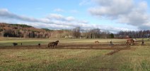 Plöjningen På Björkholmens Gård