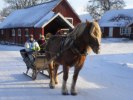 Rosmarie juldagens slädtur med Brolina!  