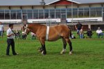Camelia 23-07-0063 306