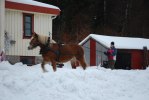 Rosmarie o Ronja
