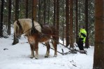 Kälkträning
